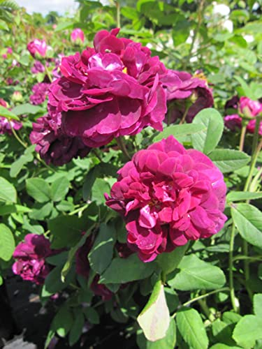 Rosa Tuscany Superb - Strauchrose Tuscany Superb - Historische Rose