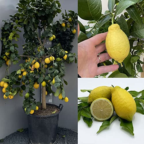 Planta de limón SAVINI VIVAI, árbol de cítricos Lunario, plántula de limón en maceta de 50 cm altura 180-200 cm 10-12 años de injerto, fabricado en Italia