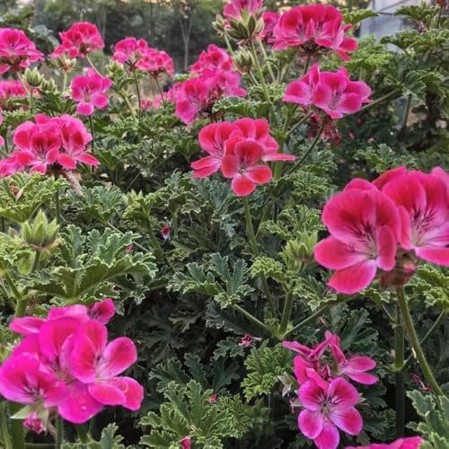 Semi di geranio limone, semi da giardino Pelargonium graveolens, semi di aromatiche rare esotici balcone 30pcs