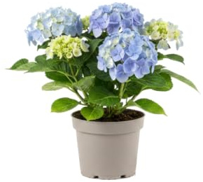 DECOALIVE Hortensia Natural Hydrangea Macrophylla Azul para Terraza o Entrada Maceta 10 cm Altura de Planta 20 cm