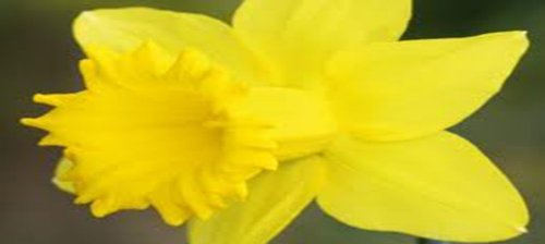 Daffodil, Bulb (10 Pack) Dutch Master, Yellow Perennial Daffodil Bulbs, Yellow Flowers