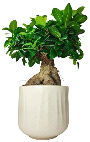 I GIARDINI DI GIULIA - Bonsai Ficus Ginseng | Tronco e Radici Aeree Uniche | Foglie Lucide | Resistenza e Bassa Manutenzione | Vaso 16 cm, Altezza 50 cm, Tronco Marrone Foglie Verdi