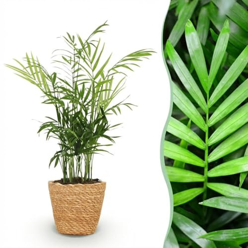 Chamaedorea Elegans palmträd med korg, vardagsrum, grön, 1 växt, kruka 12 cm