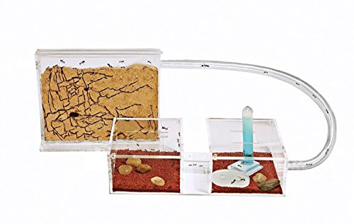 AntHouse - Fattoria di formiche di sabbia naturale | Mini set (sandwich + scatola per alimenti) | Compreso il formicaio
