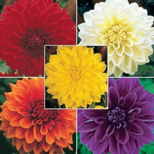 Dahlia Bulbs Mixed Garden Crop for Planting Now UK Strong Plants That Grow Well Mix Golden Jade Carving Feels Beautiful Now