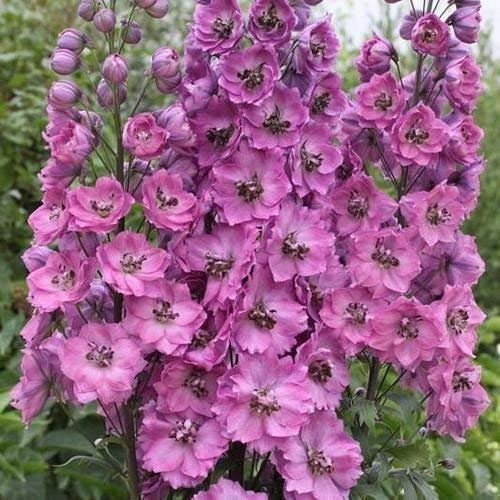 Semi Delphinium Astolat Fiori (Delphinium Cultorum) 200 + Semi