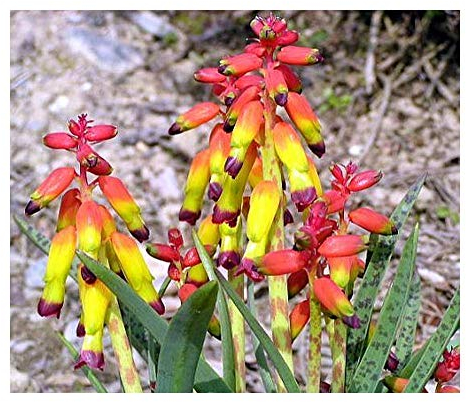 Lachenalia aloides var quadricolor - Hyazinthe - 10 Samen