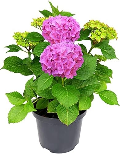 Hortensia Natural Con Flores de Color Rosaceo