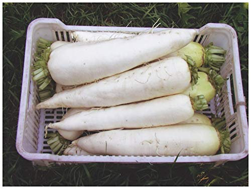 PREMIER SEEDS DIRECT - Radish DIAKON MOOLI - JAPANA F1-500 Seeds