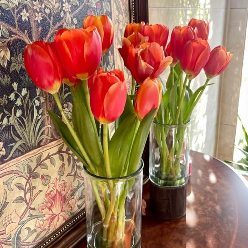 Bulbos de tulipán, bulbos de tulipanes Comprar bulbos de tulipanes, raras resistentes para balcones 7pcs