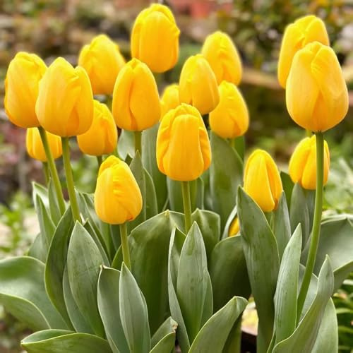 Bulbi di tulipano perenni resistenti 5pcs