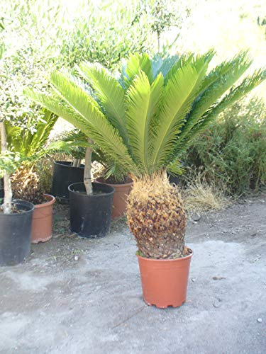Palmera Cyca revoluta, aprox 100 cm de altura y 90 cm diametro
