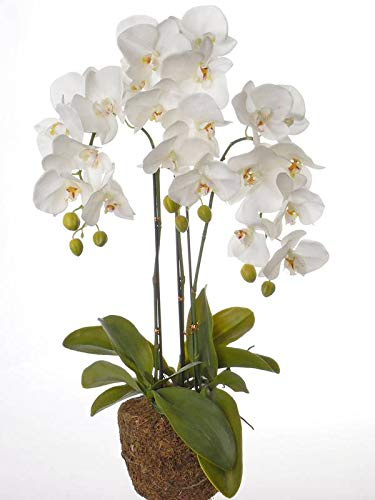 artplants.de Orquídea Phalaenopsis Artificial SATRIA en la Bale de la Tierra, Blanco, 75cm - Flores Decorativas - Planta sintética