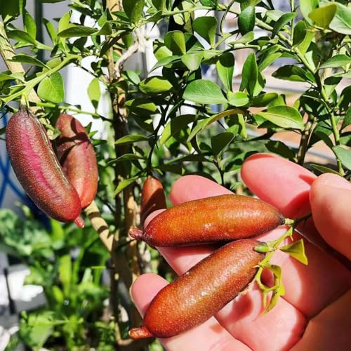 Semi di lime - semi di da frutto colonnari resistenti da giardino roccioso frutteto raro frutto esotico colonnare nani, resistenti per 300pcs