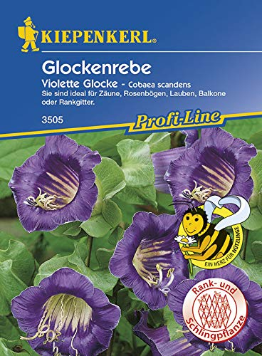 Kiepenkerl Profi-Line Glockenrebensamen Violett 3505 – Ideal für Zäune, Rosenbögen, Lauben, Balkone oder Rankgitter - Blumensamen, Balkonpflanzen, Saatgut