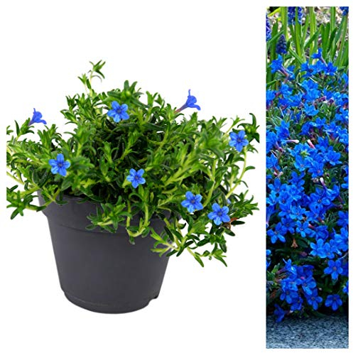 Lithodora Pure Blue - Outdoor Flowering Plant - Arrives Ready to Plant in a 13cm Pot