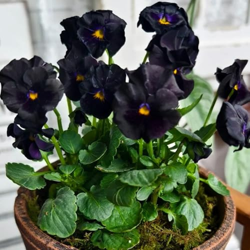 semi di viola del pensiero - resistenti per giardini rocciosi biologici per balcone aiuola rialzata esotiche serra 100pcs