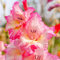 Bulbi di gladiolo Bulbi resistenti al freddo Facili da coltivare e mantenere Focus sul giardino Crea una splendida torre di fiori-b-15 bulbi