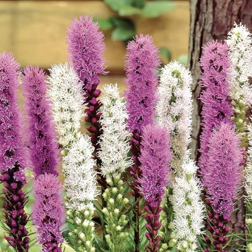 Bloomique - Mélange de 40 - Liatris - Lampoon Cleaner - Violet, Blanc - Bulbes à fleurs - Vivace - Floraison estivale - Résistant à l'hiver - Pousse jusqu'à 60-75 cm