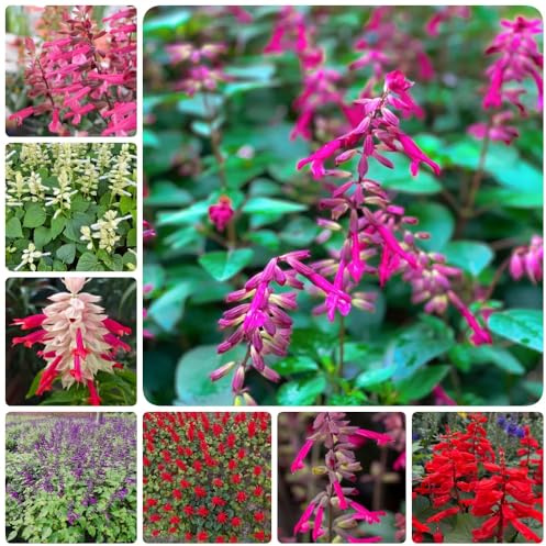Semillas de salvia de fuego, perennes Salvia esplendorosa, de balcón semillas ecológicas de siembra de otoño para lugares soleados 550pcs