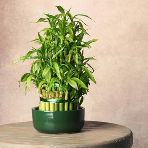 bambù fortunato - bambù fortunato - da appartamento che purificano l'aria semi di tappezzanti verdi, da appartamento rare decorazioni giardino per esterni ufficio 60semi