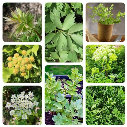 semi di levistico, da balcone medicinali semi di aromatiche aromatiche da giardino giardino verdi vecchie varietà raro resistenti per giardini 350pcs
