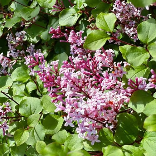 lillà - decorazioni giardino per esterni balcone primaverili resi 250semi