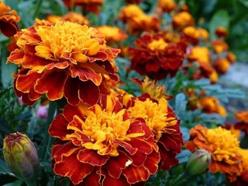 Dirt Goddess Super Seeds~ French Marigold, Sparky Mix~ Non GMO Tagetes patula (1/4 Lb)