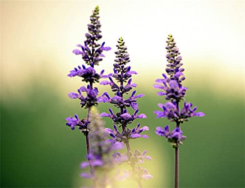 Semi di lavanda giardino piantagione in autunno regali importati lampadine speciali dolce visualizzazione sorpresa regalo 100 semi Seeds ONLY