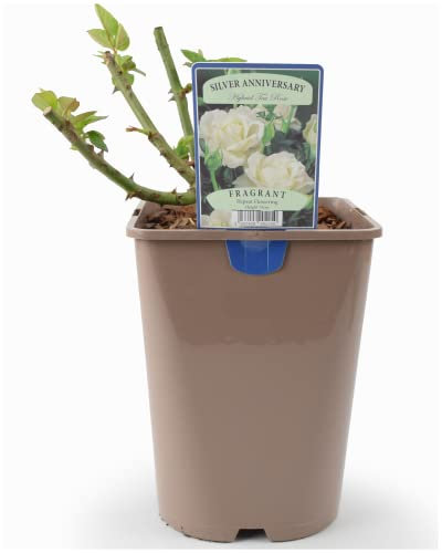 Beautiful Silver Anniversary Hybrid Tea Rose Plant – Celebration Gift in 5.5Ltr Recyclable Nursery Pot. These are Real, Living, British Grown, Garden Ready, Indoor or Outdoor Flowers