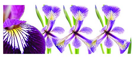 Lincsplants - Iris versicolor 'Kermesina'-1 / 9cm Bareroot