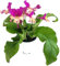 Fangblatt - Streptocarpus rosa/gelb - afrikanisches Veilchen – Drehfrucht mit zarten Blüten – eine duftende und exotische Zierpflanze
