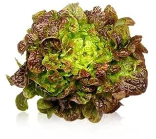 DECOALIVE Semillas Lechuga Hoja de Roble para Cultivar en Casa