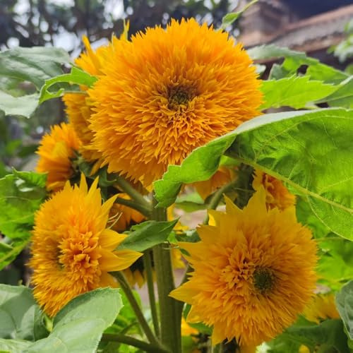 semillas de girasol perennes resistentes - jardín exóticas 50pcs