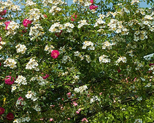 Rosier Liane Banksiae Purezza C 3 Litres