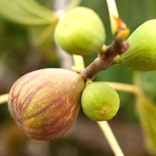 Figuier Brown Turkey - Ficus Carica Brown Turkey 50/60cm - Plante En Pot - Hauteur 3 à 5 m - Exposition Plein Soleil