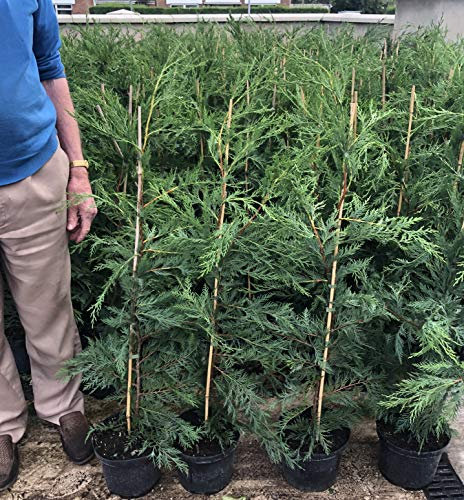 5 Green Leylandii Hedging Evergreen Fast Growing Conifer 3-4ft Large 3 Litre Pots Sunnyside Nurseries