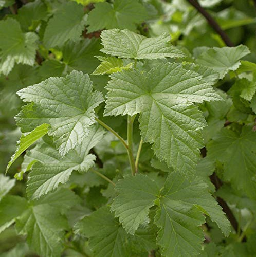 Schwarze Johannisbeere Tsema 30-40cm - Ribes nigrum