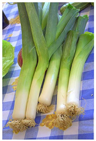 PREMIER SEEDS DIRECT -ORGANIC VEGETABLE LEEK ELEFANT - 400 SEEDS