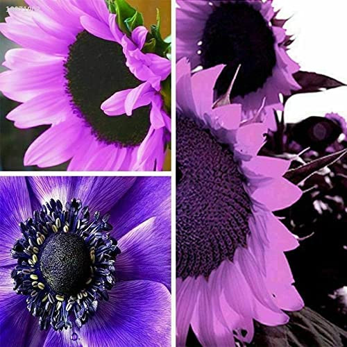 25pcs Rare Purple Sunflower Seeds Beautiful Flower Home Garden Ornament Plant