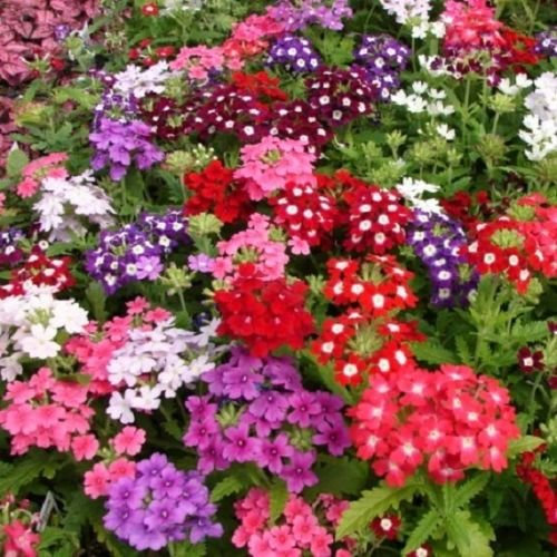50 Verbena Seeds Obsession Mix Graines Verveine