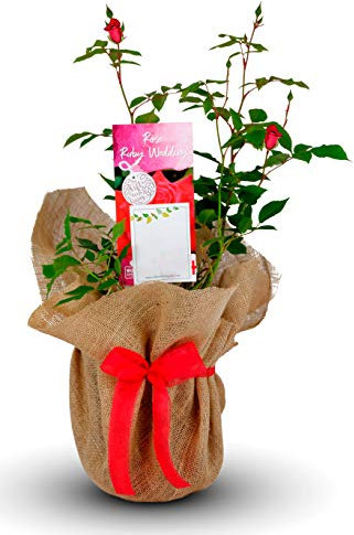 Ruby Wedding Gift Rose - 40th Wedding Anniversary Plant - Gift Wrapped with Our Huge Gift Bow