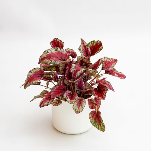 Pianta vera di Begonia rex Inca Flame - Diametro Vaso Ø 12 cm