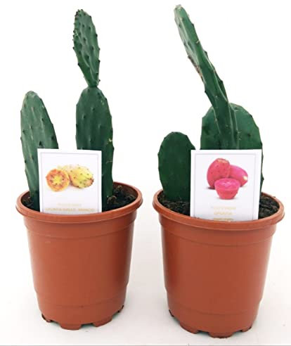 POWERS TO FLOWERS - OPUNTIA, FICO D'INDIA A FRUTTO ROSSO E ARANCIO, 2 PIANTE, Vaso 13cm diametro, piante vere