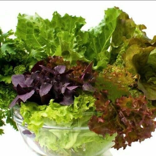 Buy4seeds 800 Seeds Baby Leaf Lettuce Italian Salad Bowl Mixed Lettuce Easy to Grow Garden