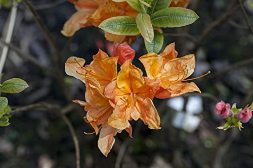 Rhododendron luteum 'Glowing Embers' 40-50 cm – Winterhart, Mehrjährig, Pflegeleicht – Azalee – Zierstrauch für Garten & Beet
