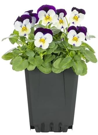 Planta Viva de Pensamiento Flor Colorida Ideal para Maceteros y Jardines