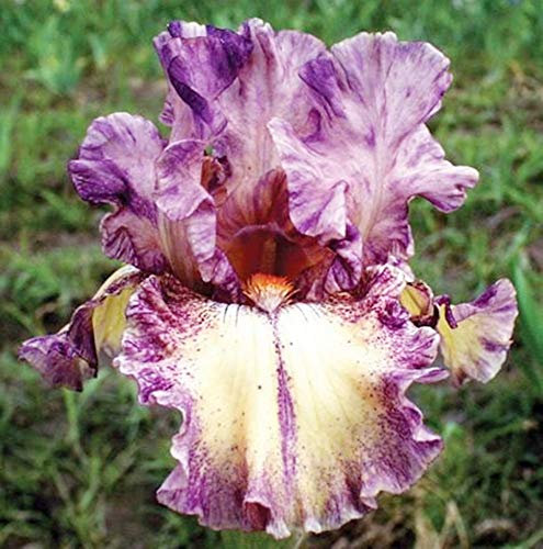 Bulbi iris,Bouquet di fiori carini che ondeggiano al vento-2,2bulbis