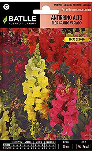 Semillas Batlle Antirrino ALTO flor grande Vdo.