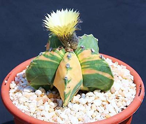Astrophytum myriostigma nudun bunte exotische Kakteen seltenen Kaktus seed 50 SEEDS